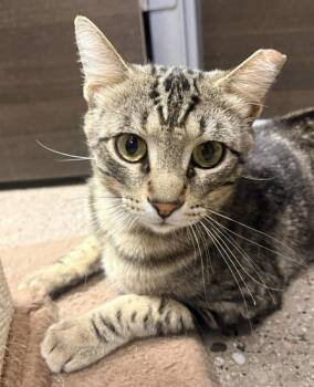 Domestic Short Hair and Tabby Cats Available for Adoption in Chandler, Arizona - Woody Boyd | PetCurious