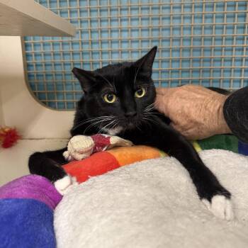 Tuxedo Cats Available for Adoption in Las Vegas, Nevada - Mercury | PetCurious