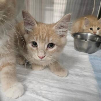 Very Berry (purple) -  Domestic Long Hair Cat for Adoption in Greensboro, North Carolina - Very Berry (purple) | PetCurious