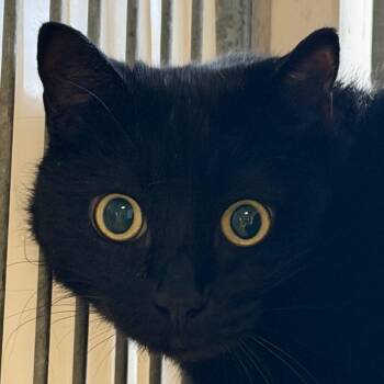 Domestic Short Hair Cats Available for Adoption in Goleta, California - Raven | PetCurious