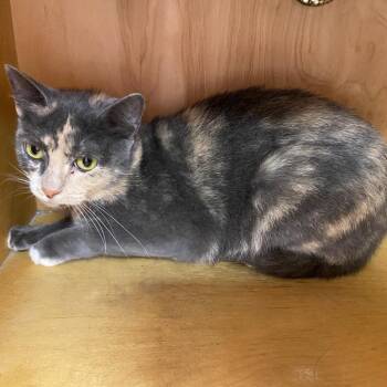 Bisque -  Domestic Short Hair Cat for Adoption in Monroe, Louisiana - Bisque | PetCurious
