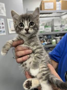Pistel -  Domestic Short Hair Cat for Adoption in Morristown, Tennessee - Pistel | PetCurious