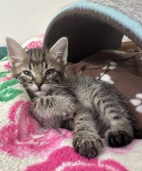 RUMI -  Domestic Short Hair Cat for Adoption in Loveland, Colorado - RUMI | PetCurious