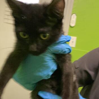 Binkie -  Domestic Short Hair Cat for Adoption in Midland, Texas - Binkie | PetCurious