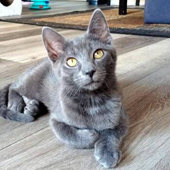 Domestic Short Hair Cats Available for Adoption - Melon | PetCurious