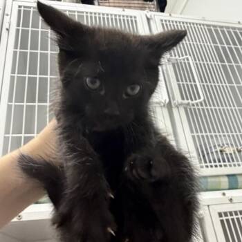 Gump -  Domestic Short Hair Cat for Adoption in Franklin, North Carolina - Gump | PetCurious