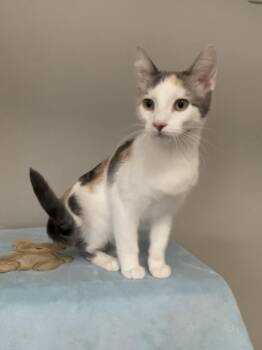 Kleo -  Domestic Short Hair Cat for Adoption in Petaluma, California - Kleo | PetCurious