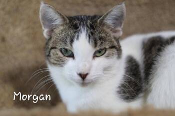 Morgan -  Domestic Short Hair Cat for Adoption in Cromwell, Kentucky - Morgan | PetCurious