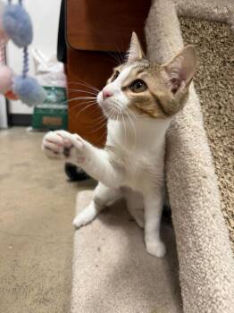 Fish -  Domestic Short Hair Cat for Adoption in St. Cloud, Florida - Fish | PetCurious