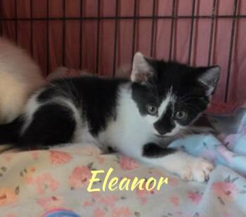 Rescue Domestic Medium Hair Cats for Adoption in Shrewsbury, Massachusetts - Eleonor | PetCurious