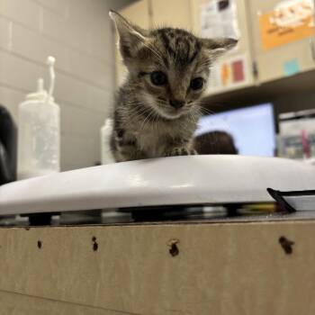 Sheena -  Domestic Short Hair Cat for Adoption in Lufkin, Texas - Sheena | PetCurious