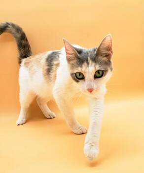 Rescue Domestic Short Hair Cats for Adoption in Springfield, Missouri - Dumplin