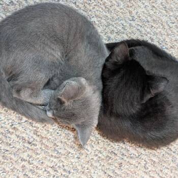 Domestic Short Hair Cats Available for Adoption in Durham, North Carolina - Galadriel | PetCurious