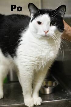 Po -  Domestic Short Hair Cat for Adoption in Macomb, Illinois - Po | PetCurious