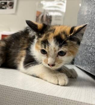 Madonna -  American Shorthair Cat for Adoption in Greenfield, Indiana - Madonna | PetCurious