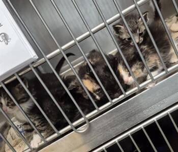CHIP -  Domestic Short Hair Cat for Adoption in Decatur, Illinois - CHIP | PetCurious