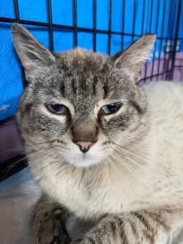 Rescue Siamese and Domestic Short Hair Cats for Adoption in Red Bank, New Jersey - Lynx | PetCurious