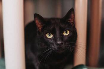 Domestic Short Hair Cats Available for Adoption - 3498B Tofu- Pounce Cat Cafe | PetCurious