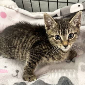 Rescue Domestic Short Hair Cats for Adoption in Mt. Juliet, Tennessee - Chimi | PetCurious