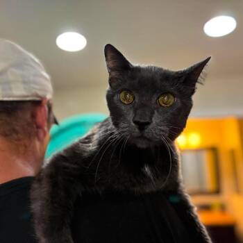 Shadow -  Domestic Short Hair Cat for Adoption in Ramona, California - Shadow | PetCurious