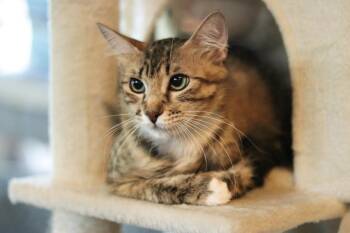 Floofy Cuddlestoo -  Tabby Cat for Adoption in Chandler, Arizona - Floofy Cuddlestoo | PetCurious