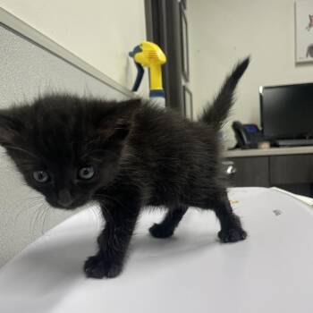 Sully -  Domestic Short Hair Cat for Adoption in Tampa, Florida - Sully | PetCurious