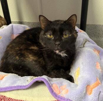 Domestic Short Hair Cats Available for Adoption in New Philadelphia, Ohio - Cookie | PetCurious