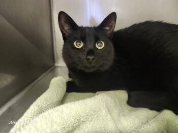 Domestic Short Hair Cats Available for Adoption - BINGO | PetCurious