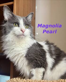 Rescue Domestic Long Hair Cats for Adoption in Reston, Virginia - Magnolia Pearl | PetCurious