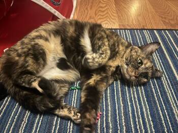 Cleo -  Domestic Short Hair Cat for Adoption in Rossville, Georgia - Cleo | PetCurious