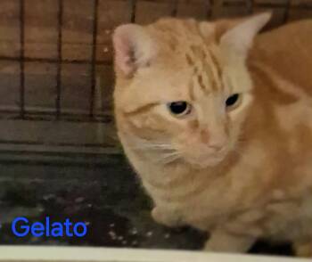 Gelato -  Domestic Short Hair Cat for Adoption in Oviedo, Florida - Gelato | PetCurious
