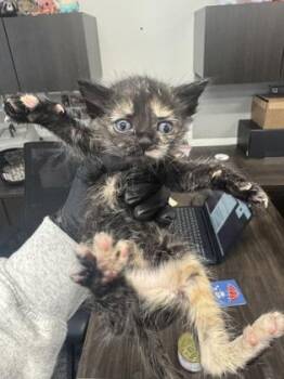 Lasagna -  Domestic Short Hair Cat for Adoption in West Chester, Pennsylvania - Lasagna | PetCurious