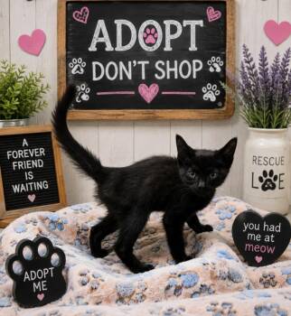 Blackmail -  Domestic Short Hair Cat for Adoption in Washington Court House, Ohio - Blackmail | PetCurious