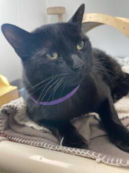 Domestic Short Hair Cats Available for Adoption - Catarina | PetCurious