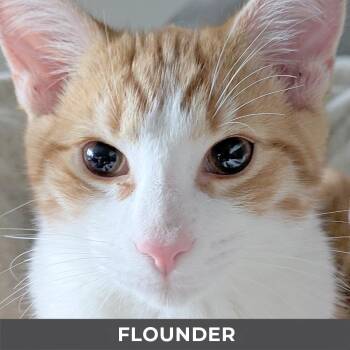Flounder -  Domestic Short Hair Cat for Adoption in Toronto, Ontario - Flounder | PetCurious