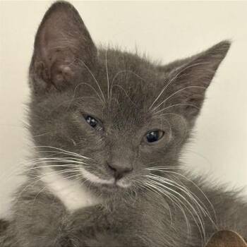 Sourdough -  Domestic Short Hair Cat for Adoption in Phoenix, Arizona - Sourdough | PetCurious