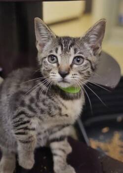 Stick 64546 -  Domestic Short Hair Cat for Adoption in Aiken, South Carolina - Stick 64546 | PetCurious