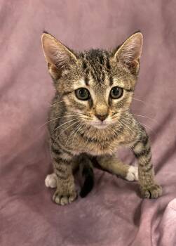 Lisa -  Domestic Short Hair Cat for Adoption in Springfield, Georgia - Lisa | PetCurious