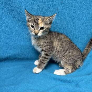 Sue -  Domestic Short Hair Cat for Adoption in Valdosta, Georgia - Sue | PetCurious