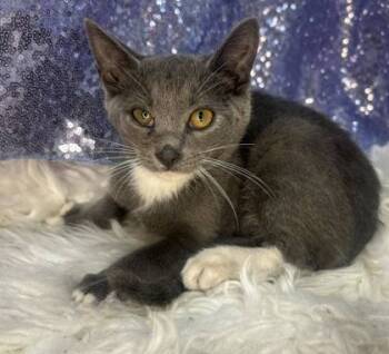 Rescue Domestic Short Hair Cats for Adoption in Clarkesville, Georgia - Kaito | PetCurious