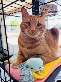 Domestic Short Hair Cats Available for Adoption in Milton, Delaware - Oliver | PetCurious