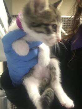 Domestic Short Hair Cats Available for Adoption in Conroe, Texas - A426910 | PetCurious