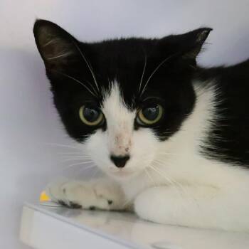 Genevieve -  Domestic Short Hair Cat for Adoption in Sarasota, Florida - Genevieve | PetCurious
