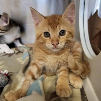 Sunny -  Domestic Short Hair Cat for Adoption in Lake Panasoffkee, Florida - Sunny | PetCurious