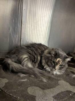 China -  Domestic Long Hair Cat for Adoption in Marietta, Georgia - China | PetCurious