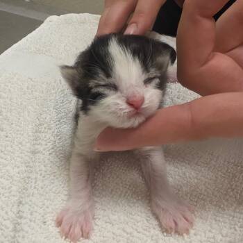 Raspberry -  Domestic Medium Hair Cat for Adoption in Bristol, Indiana - Raspberry | PetCurious