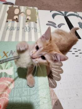 Heather -  Domestic Short Hair Cat for Adoption in Wheaton, Illinois - Heather | PetCurious