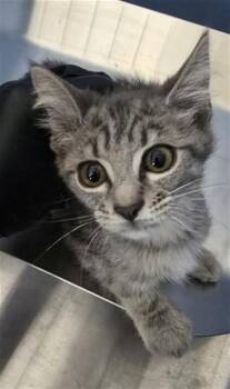 STEVEN -  Domestic Short Hair Cat for Adoption in San Bernardino, California - STEVEN | PetCurious