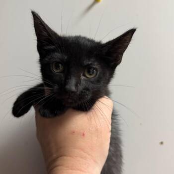 Havarti -  Domestic Short Hair Cat for Adoption in Fort Smith, Arkansas - Havarti | PetCurious