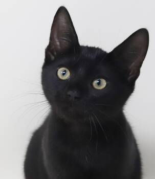 Bombay Cats Available for Adoption in Bedford Hills, New York - Moxie Is Simply Magic!  Mushy Sleek And Just Wonderful!   | PetCurious